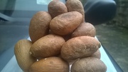 BITTER KOLA;  BUYERS OF BEST GRADE BITTER KOLA