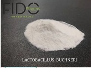 Lactobacillus bulgaricus manufacturers in india